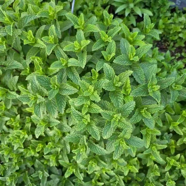 Hạt giống bạc hà peppermint