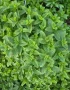 Hạt giống bạc hà peppermint