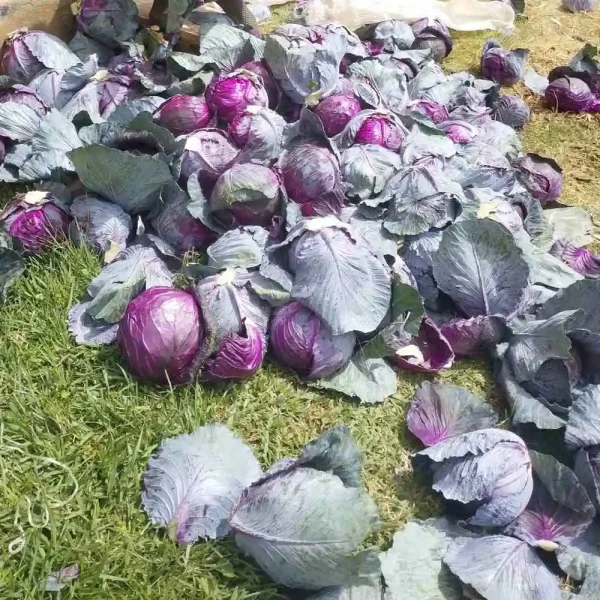 hạt giống bắp cải tím