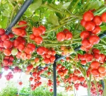 Hạt giống cà chua leo