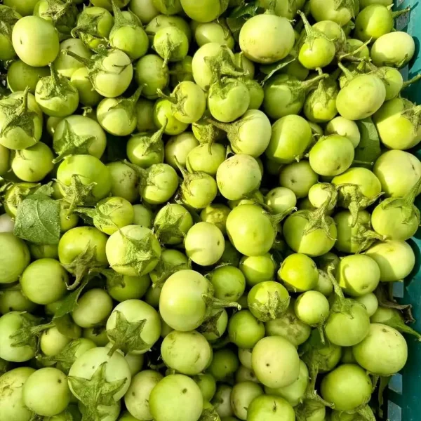 hạt giống cà pháo,hạt giống cà pháo xanh