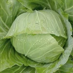 Hạt giống bắp cải