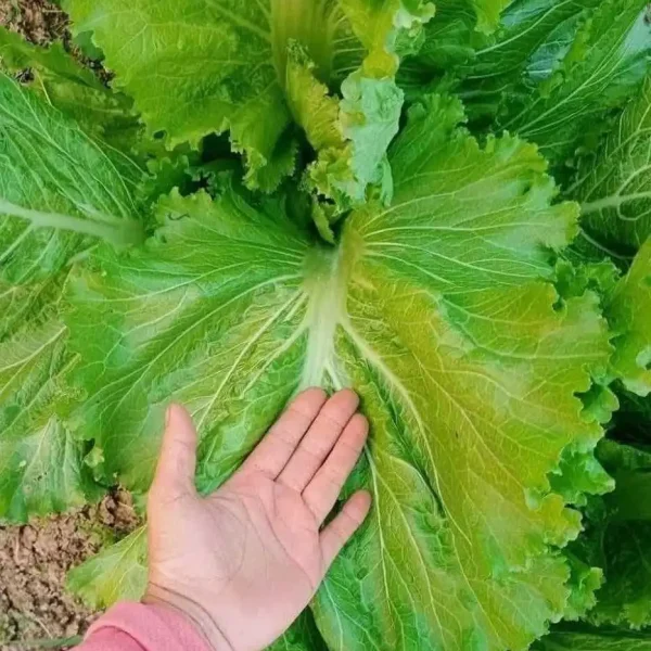 Hạt giống cải bẹ mào gà