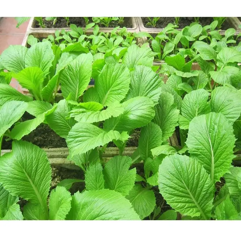 hat-giong-cai-be-xanh1 hạt giống cải bẹ xanh