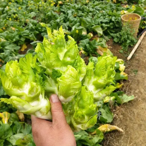hạt giống cải mầm đá