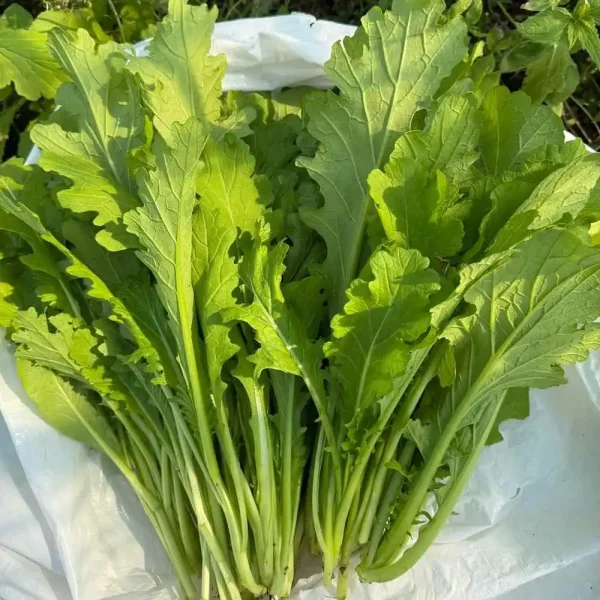 hạt giống cải mèo