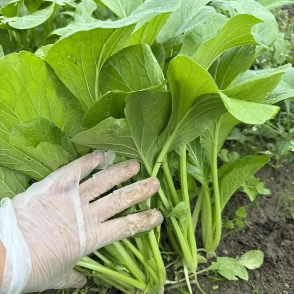 hạt giống cải ngọt
