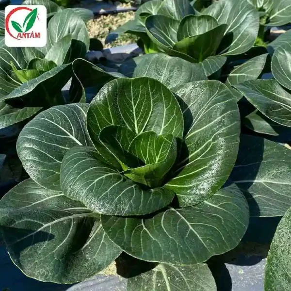 hạt giống cải thìa,hạt giống cải chip