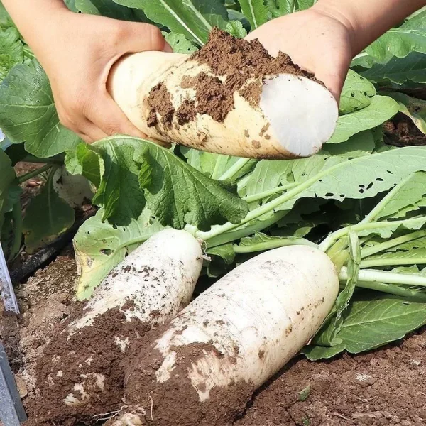 hạt giống củ cải đường