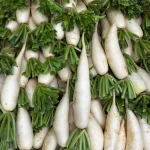 Hạt giống củ cải trắng