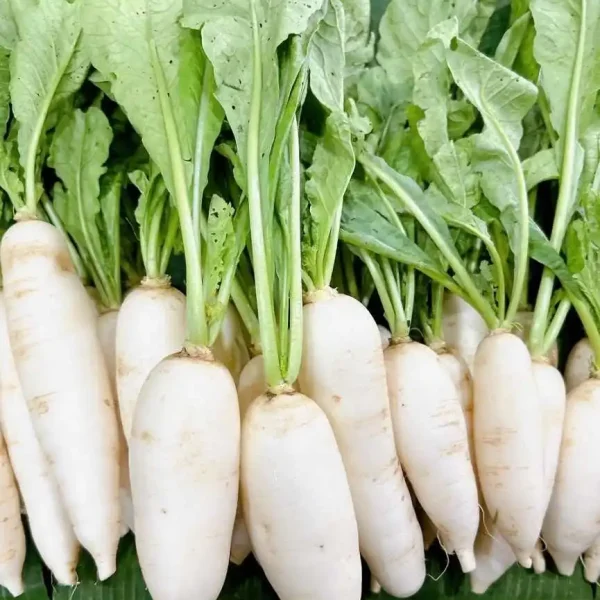 Hạt giống củ cải trắng