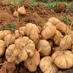 hạt giống củ đậu