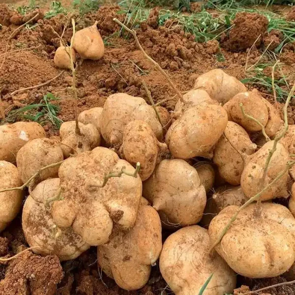 hạt giống củ đậu