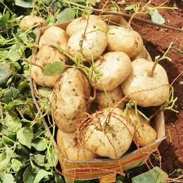 hạt giống củ đậu