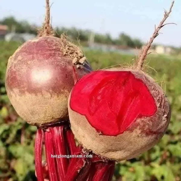 Hạt giống củ dền đỏ