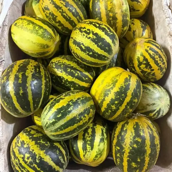 hạt giống dưa bở