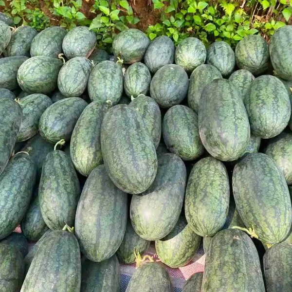 hạt giống dưa hấu
