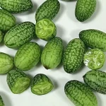 hạt giống dưa hấu tí hon