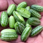 hạt giống dưa hấu tí hon