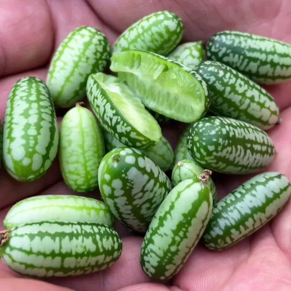hạt giống dưa hấu tí hon