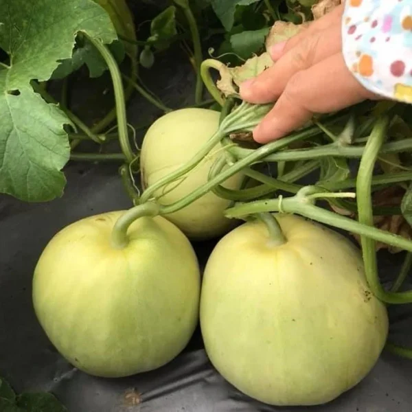 Hạt giống dưa lê siêu ngọt