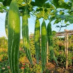 Hạt giống mướp nhật(lặc lày) - Ảnh 2