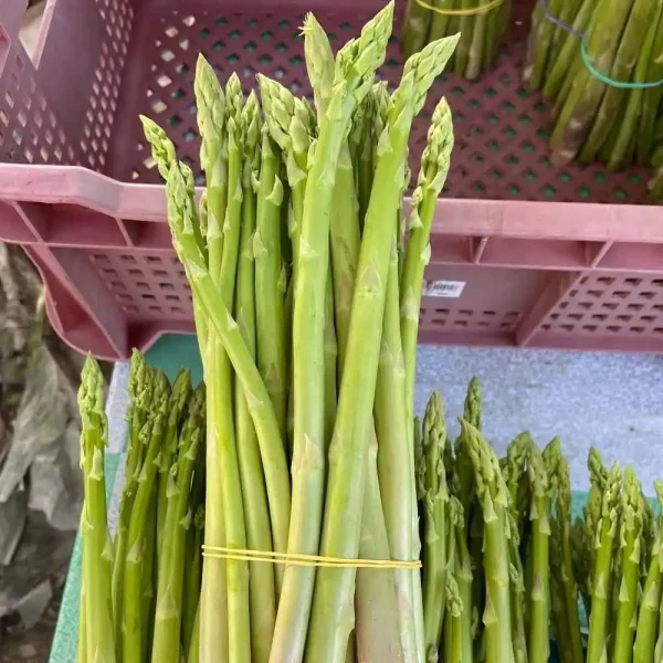 Hạt giống măng tây xanh