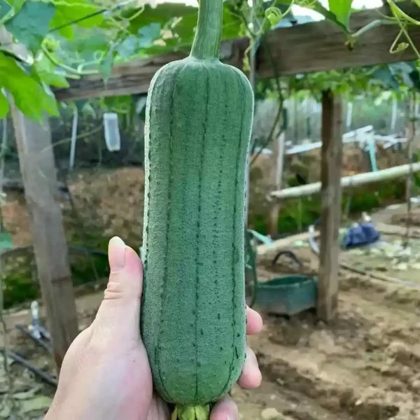 Hạt giống mướp hương