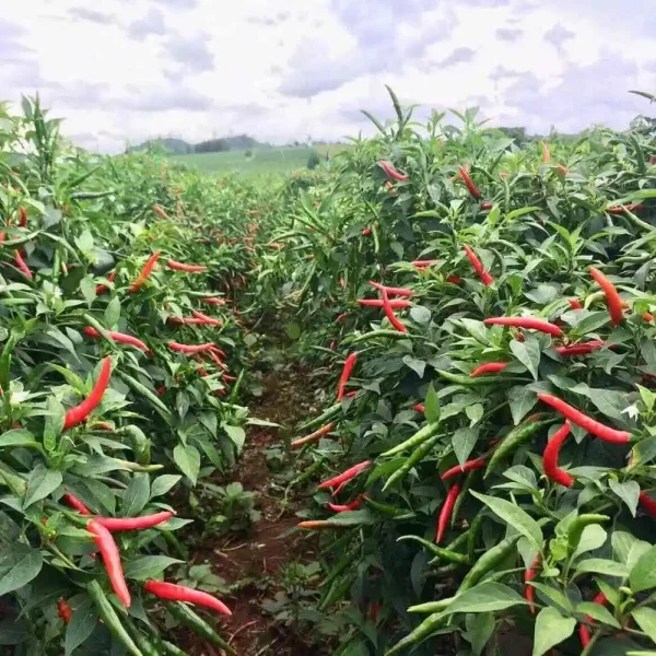 hạt giống ớt chỉ thiên