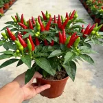 hạt giống ớt ngũ sắc
