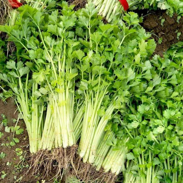 hạt giống cần tây chịu nhiệt