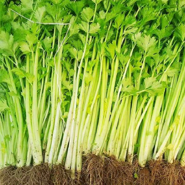 Hạt giống cần tây chịu nhiệt