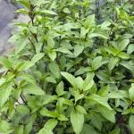 hạt giống húng quế
