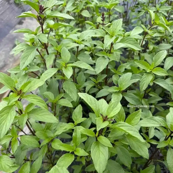 hạt giống húng quế