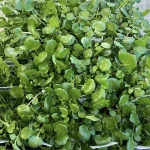 Hạt giống rau cải xoong - Ảnh 2