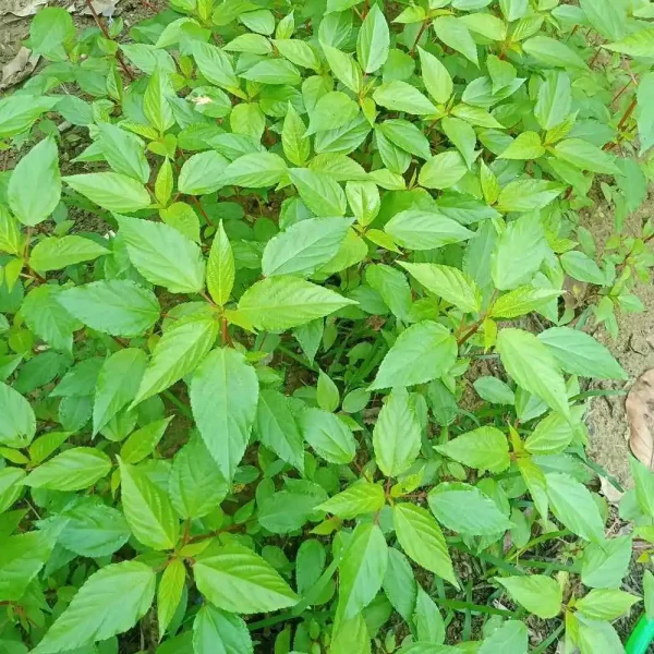 hạt giống rau đay