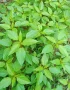 hạt giống rau đay