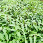hạt giống rau đay đỏ