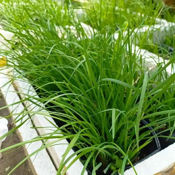 hạt giống hẹ xanh