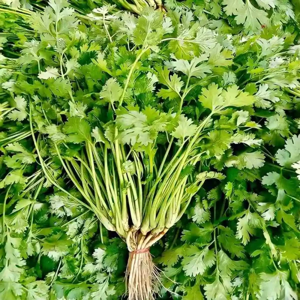 hạt giống mùi ta