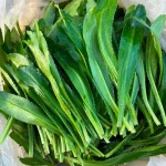 hạt giống rau mùi tàu