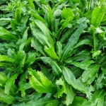 hạt giống mùi tàu răng cưa