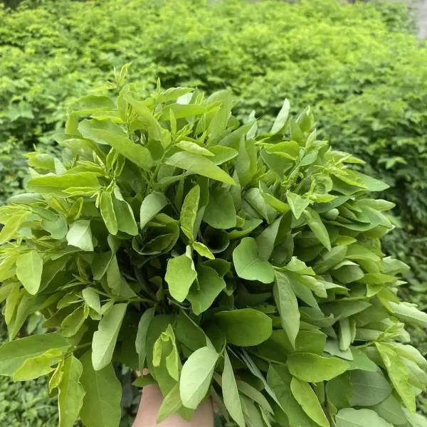 hạt giống bồ ngót