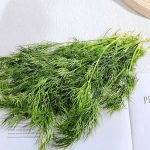 Hạt giống rau thì là - Ảnh 2