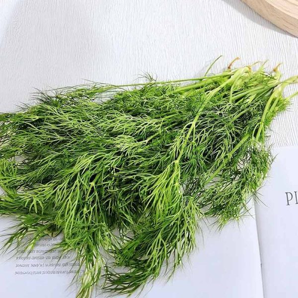 hạt giống thì là,hạt giống rau thì là,hạt giống rau thìa là