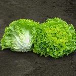 Hạt giống xà lách xoăn xanh - Ảnh 2